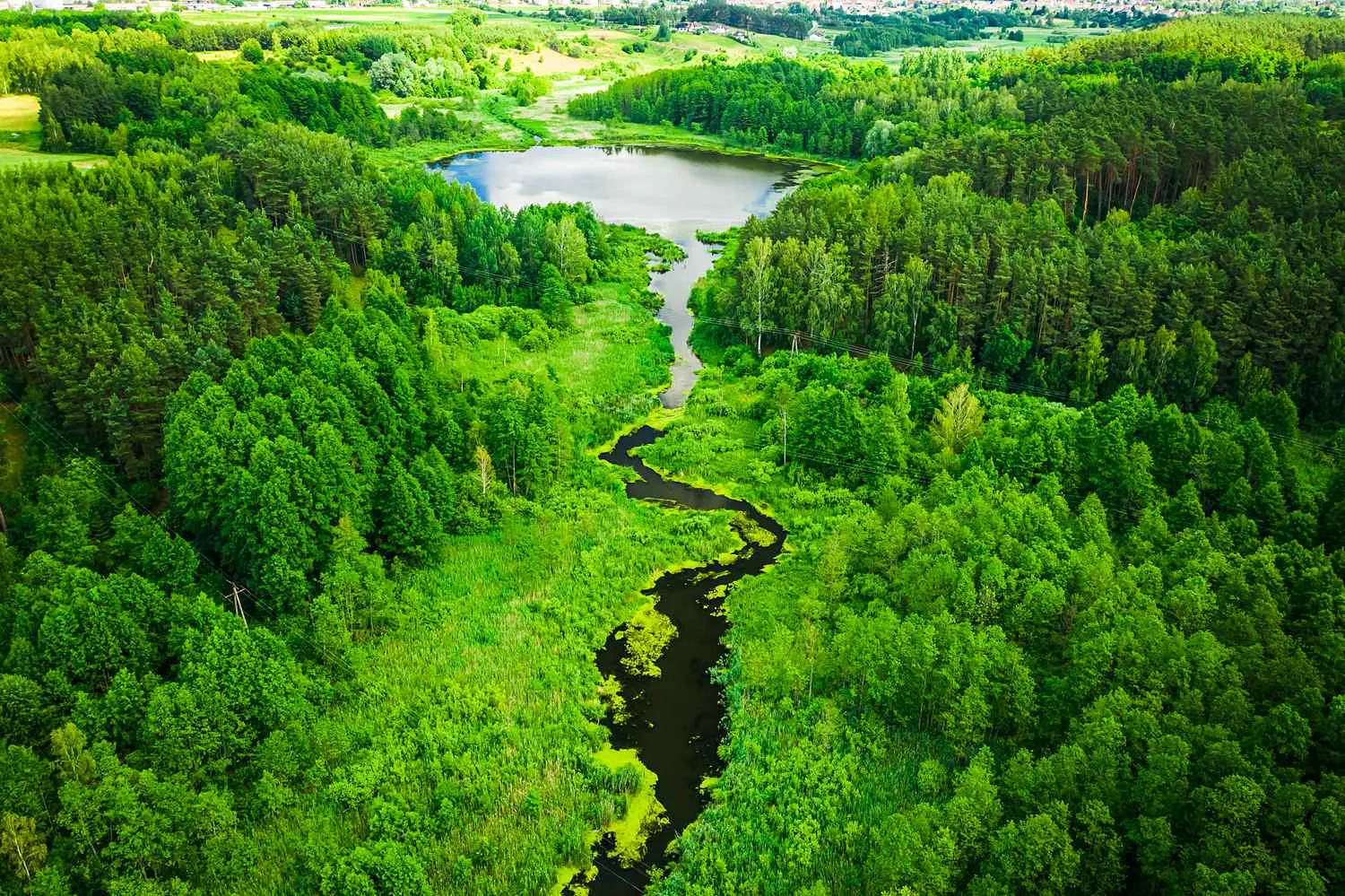 Aerial view of a small river leading to a small lake in the swamps in summer